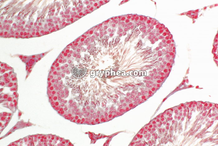 Tube séminifère dans testicule de Rat CT x100 - gryphea.org